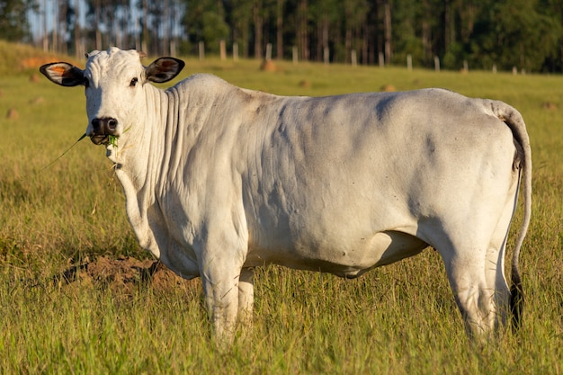 Koe in een veld, grazen.