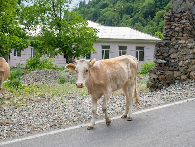 Koe in het dorp De koe loopt langs de weg Herkauwersdorp idylle