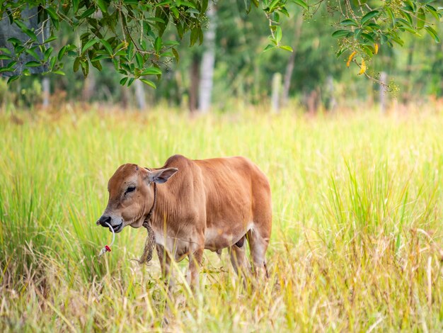 koe in het veld