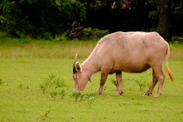 koe in het veld