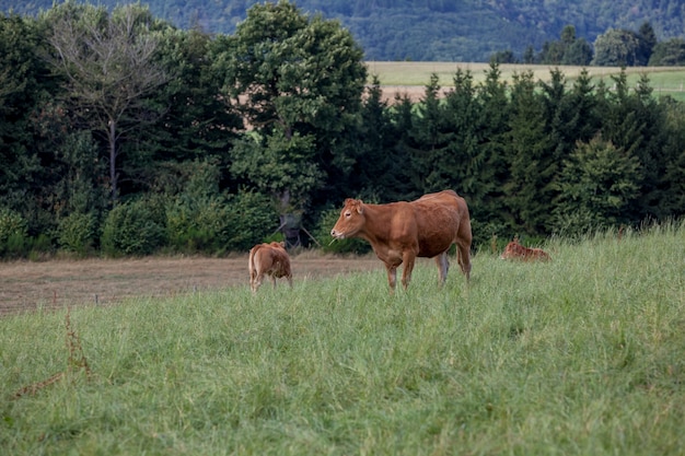 Koe in het veld