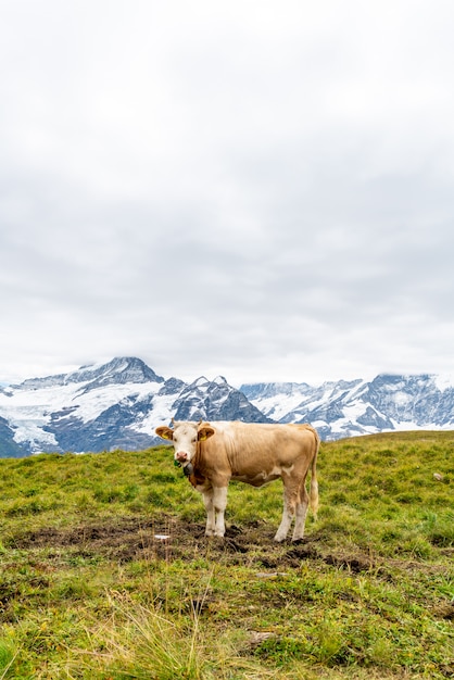 Koe in Zwitserland Alpen berg Grindelwald Eerste