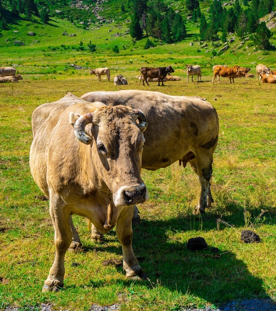 Koe kijkt naar de camera in een groene weide en achter veel grazende koeien.