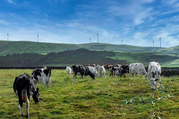 Koe melkveehouderij