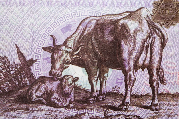 Koe met een kalf van Chinees geld