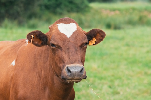 Koe met haard kijkend naar camera beoordeelt je