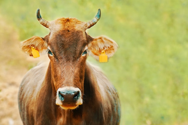 Koe met oormerken. Portret van een stier die direct kijkt. Binnenlandse boerderijdieren.