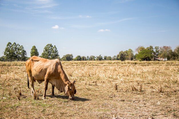 koe op boerderij