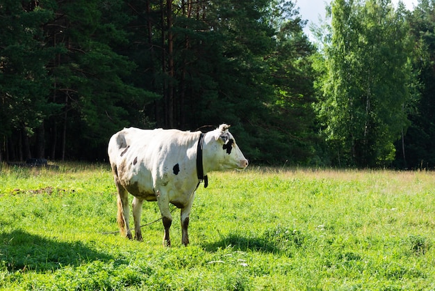 Koe op de achtergrond van groen gras en bos Selectieve aandacht