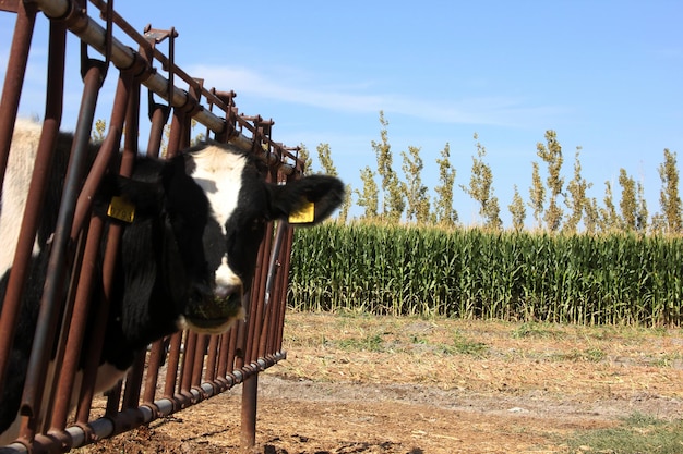 Koe op de boerderij