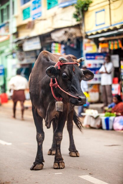 Koe op de straat van de Indiase stad. In India is de koe een heilig dier.