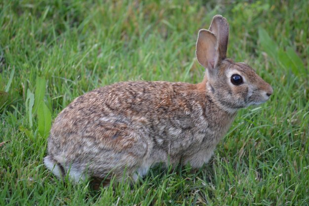 Koe op een grasveld