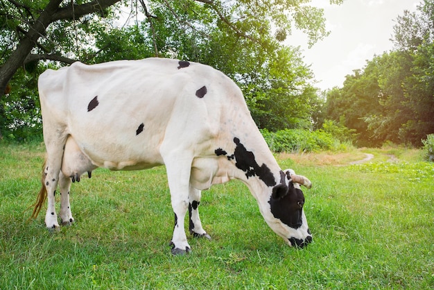 Koe op een groen veld op een zonnige heldere dag vee