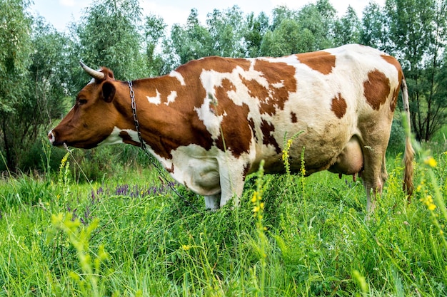 Koe op een weide in het gras close-up portret. Zomerfoto van een grazende koe