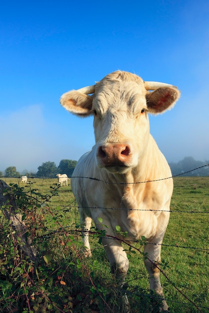 Koe op een zomerweiland in de ochtend