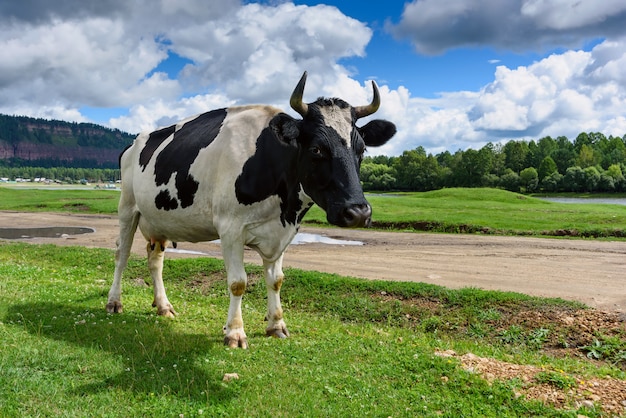 Koe op groen gras en blauwe hemel met wolken