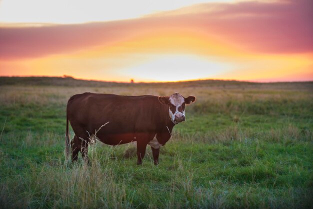 Koe portret in Pampas landschap La Pampa provincie Patagonië Argentinië