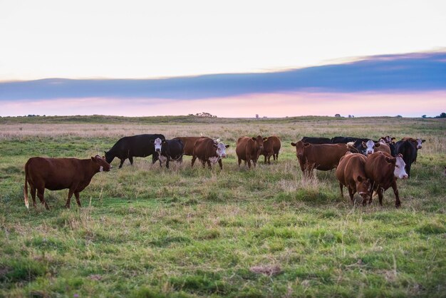 Koe portret in Pampas landschap La Pampa provincie Patagonië Argentinië