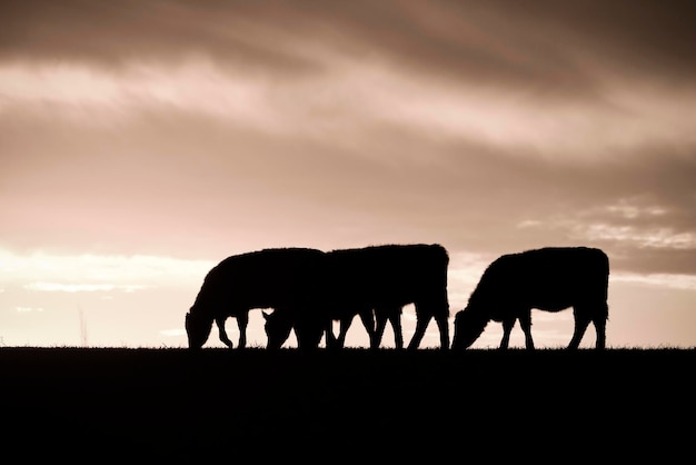 Koe silhouetten in het veld bij zonsondergang La Pampa PatagoniaArgentina