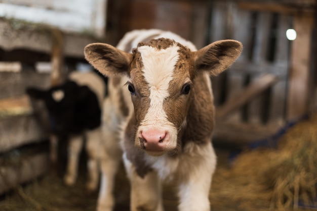 Koe staat in een boerderij naast hooi en andere kalveren