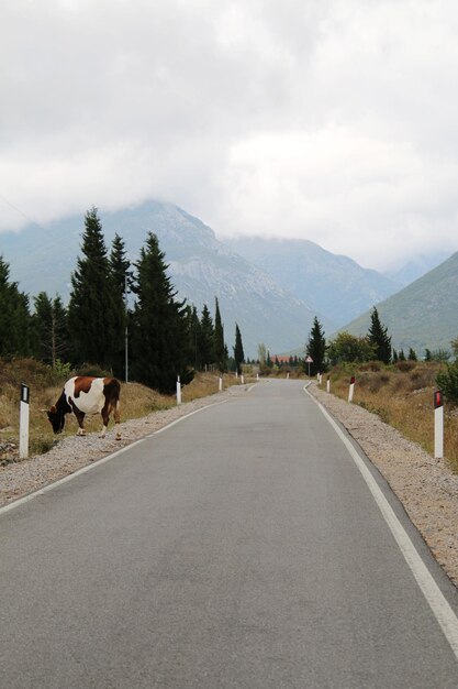 Foto koei die op de weg loopt