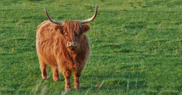 Foto koei die op het veld staat