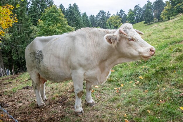 Koei die op het veld staat