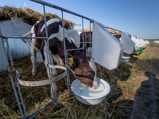 Foto koei drinkt water uit een emmer op een boerderij tegen een heldere lucht