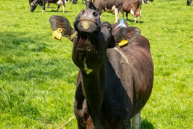 Foto koei in een veld