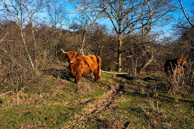 Koei in het veld