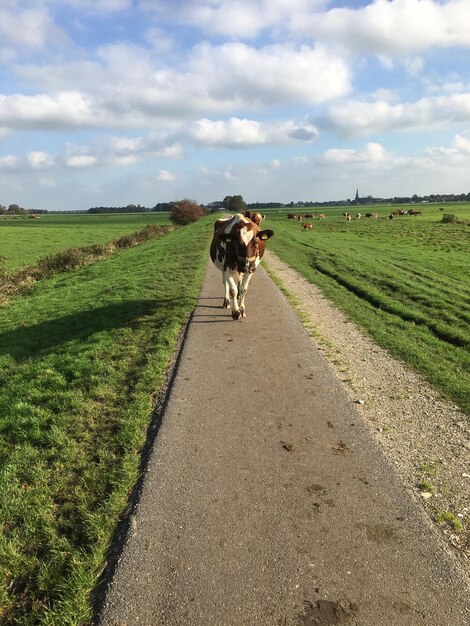 Foto koei op de weg midden in het veld tegen de lucht