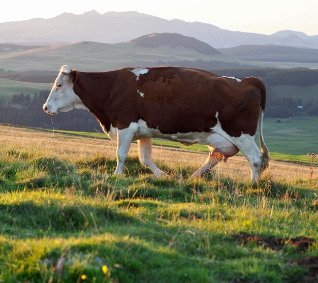 Foto koei op het veld tegen de bergen