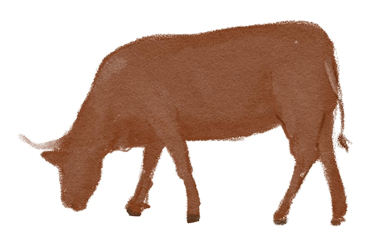 Foto koei stier png sticker waterverf dier illustratie doorzichtige achtergrond