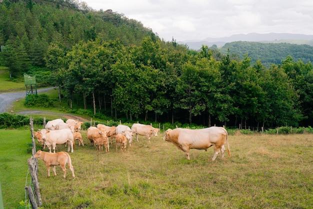 Koeien achter de draad in de bergen van Spanje.