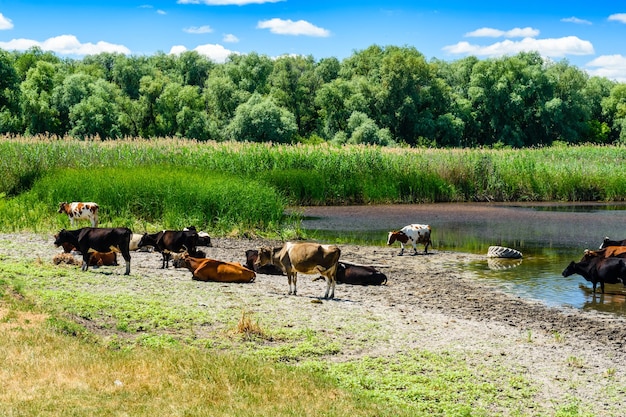 Foto koeien bij de rivier op een zomerdag landbouwconcept