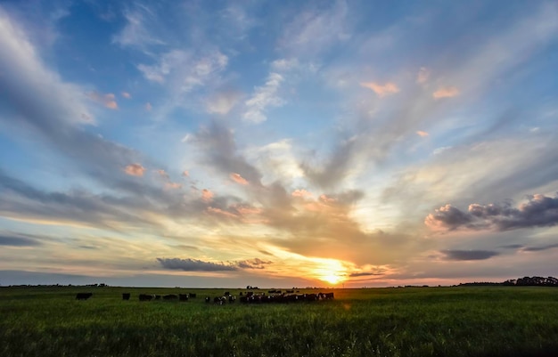 Koeien bij zonsondergang in La Pampa Argentinië