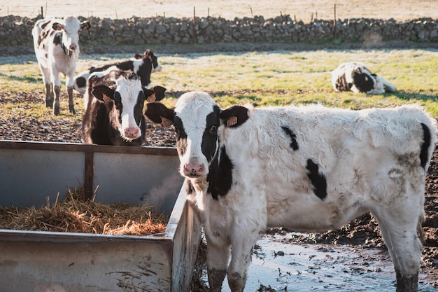 Koeien die in het water staan en droog gras eten van een veevoeder