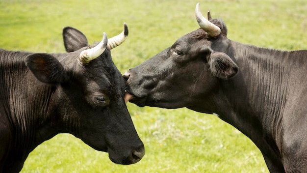 Foto koeien die op een grasgebied voeden