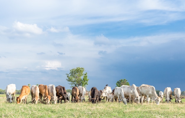 Koeien die op een groene de zomerweide weiden bij zonnige dag