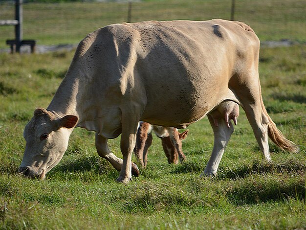 Foto koeien die op het veld grazen