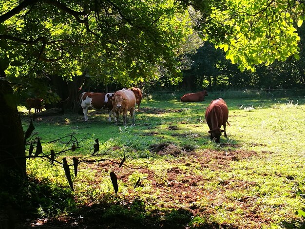 Foto koeien die op het veld grazen