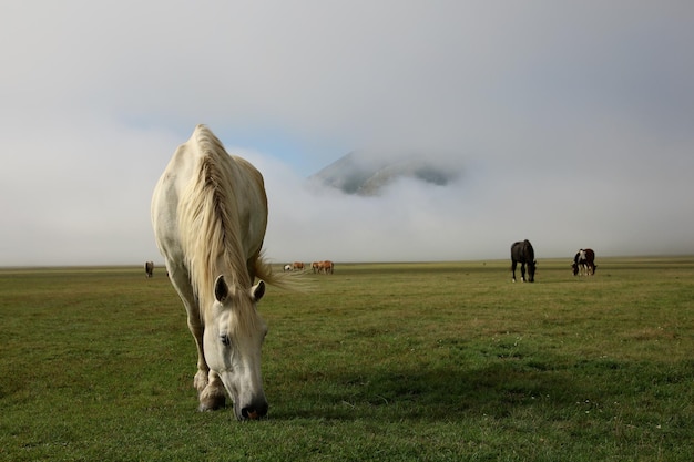 Foto koeien die op het veld grazen