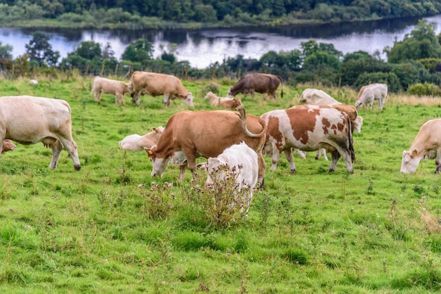 Koeien die op het veld grazen