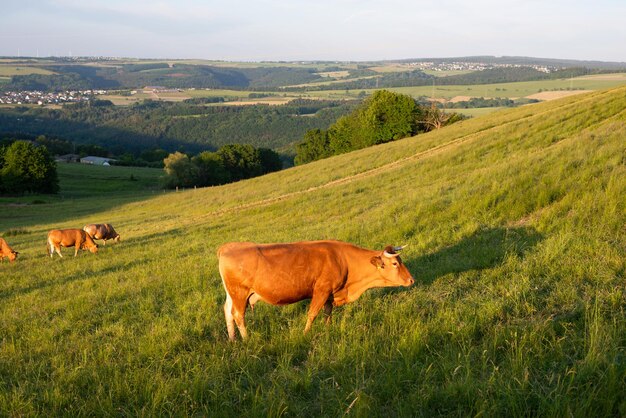Koeien die op weide grazen in Duitsland soort geschikte veehouderij landbouwgrond weide