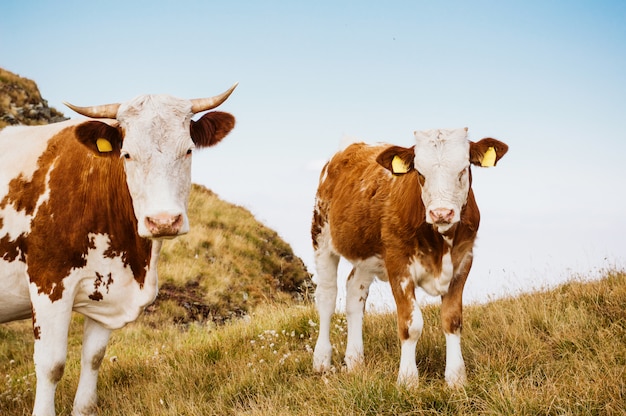 Koeien die zich op een groen gebied bevinden