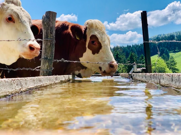 Foto koeien drinken op een zonnige dag op een berg in de alpen