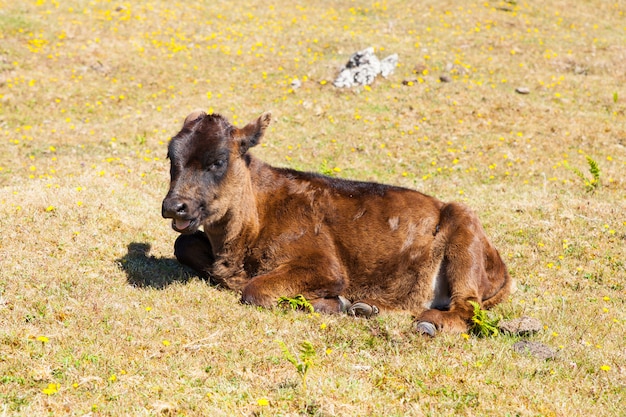 Koeien en kalfsweiland in de bergen madeira