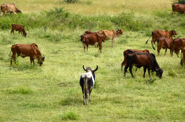 Koeien en stieren grazen op een weelderig grasveld