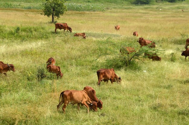 Koeien en stieren grazen op een weelderig grasveld