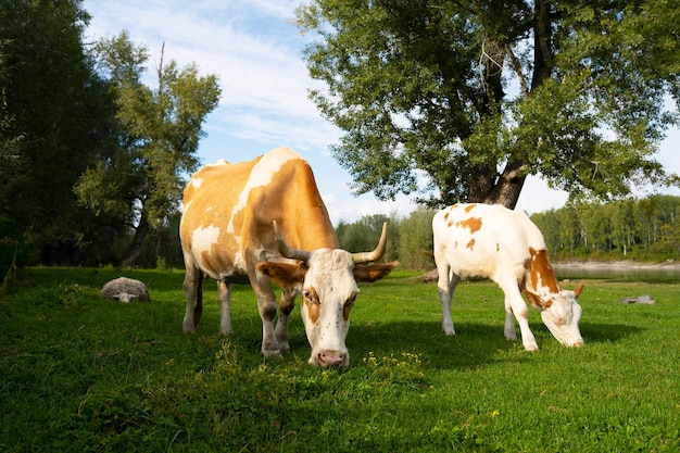 koeien eten gras op een groene weide op een zonnige dag